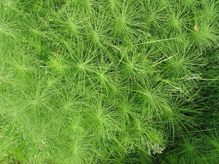 the leaves of the plant are green and shiny