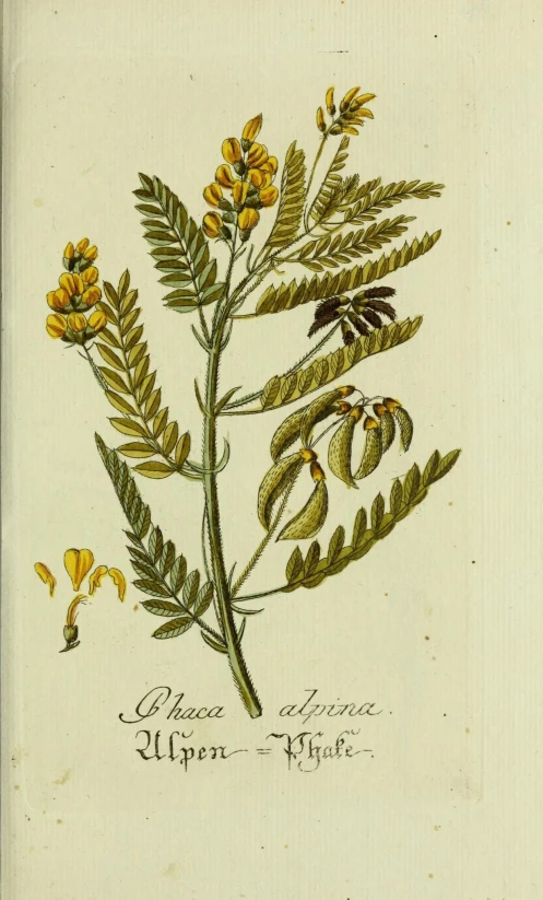 an illustration of an edible plant with yellow flowers