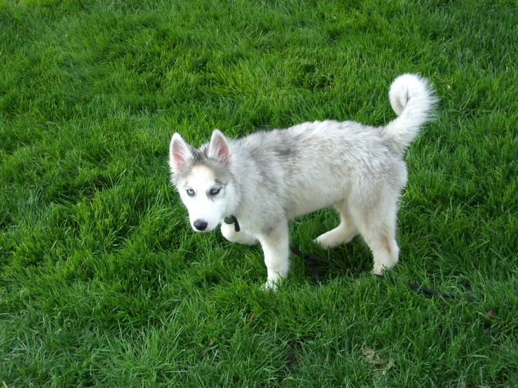 a white dog standing in the grass with a black and grey tennis shoe