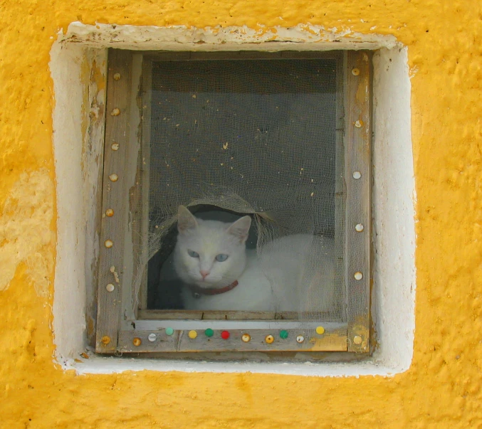 a white cat sitting inside of a window on the outside