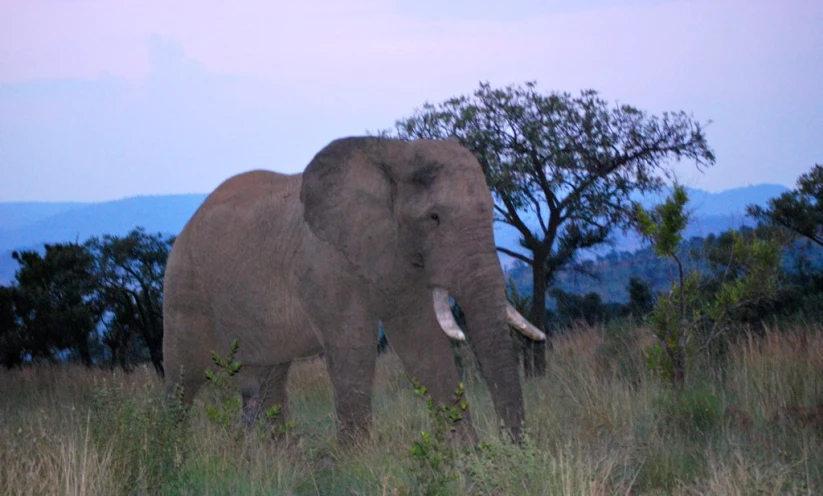 an elephant standing in tall grass with mountains behind him