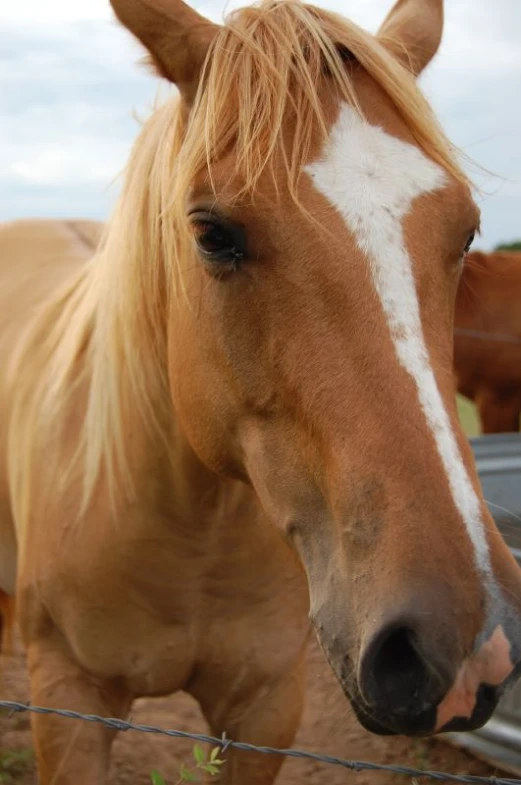 the horse is standing next to a wire fence