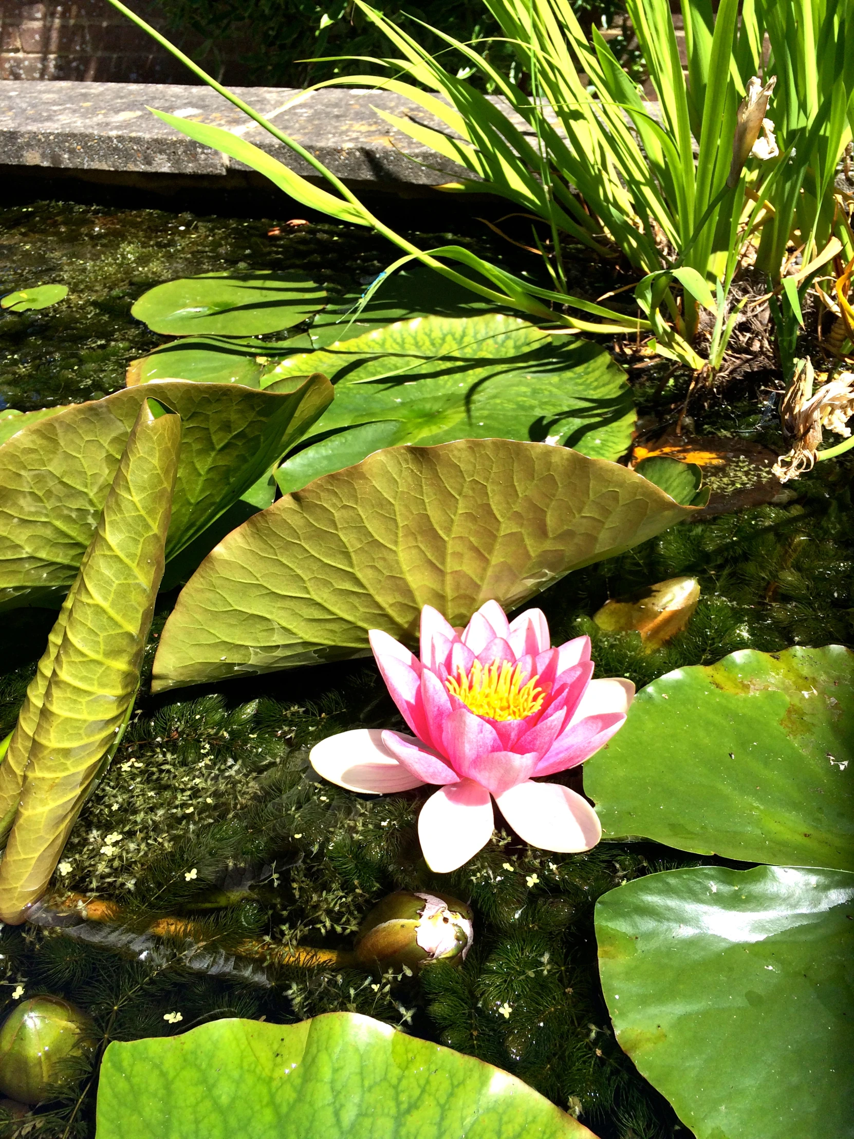 a pink flower sits in a pond with leaves