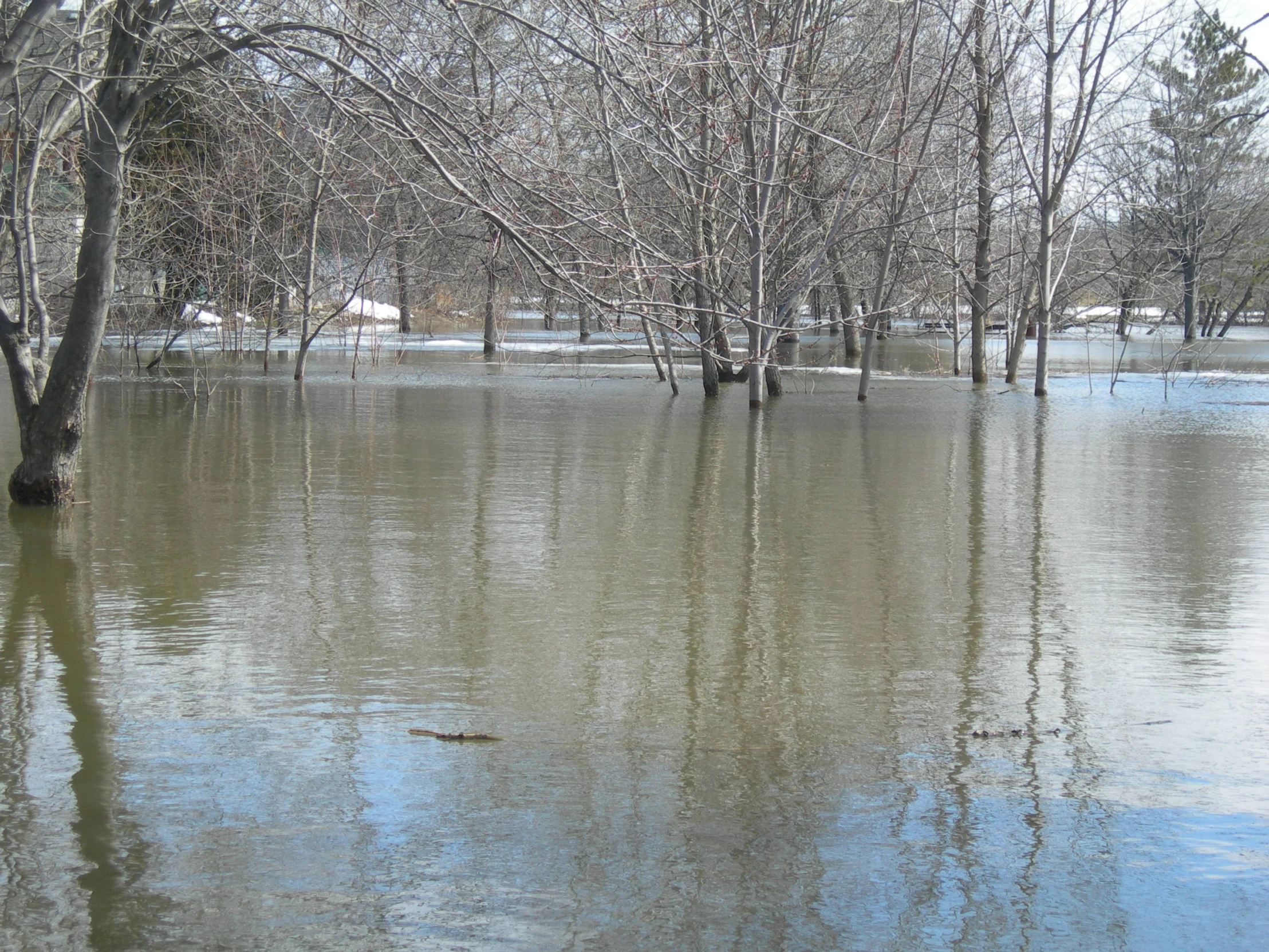 a flooded tree line with water coming in to the street