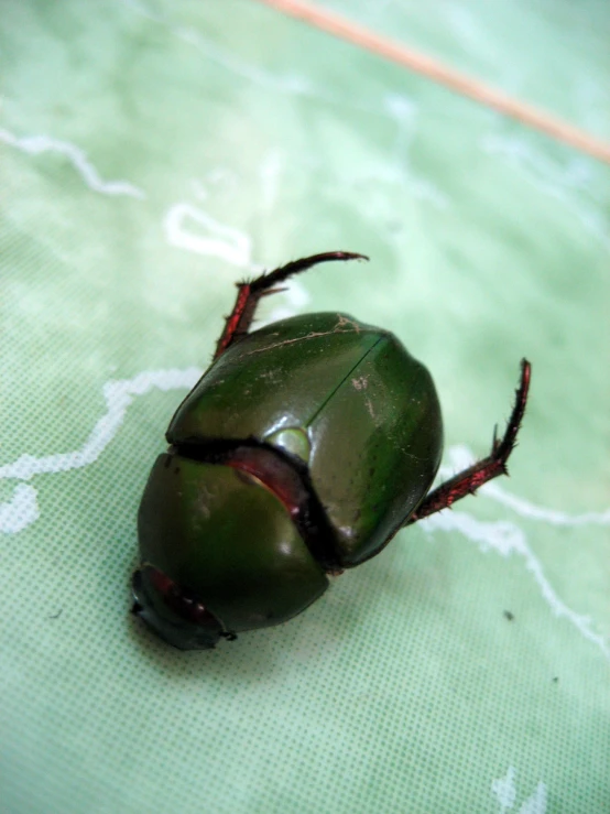 a large black bug on the ground