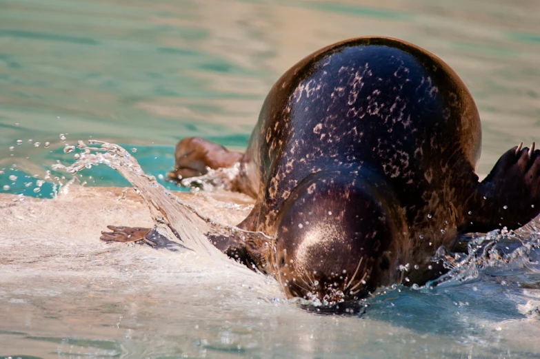 an animal is playing in the water