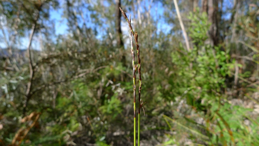 a small plant with no leaves in front of a tree line