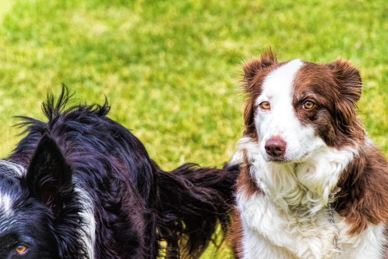 a close up of two dogs in the grass