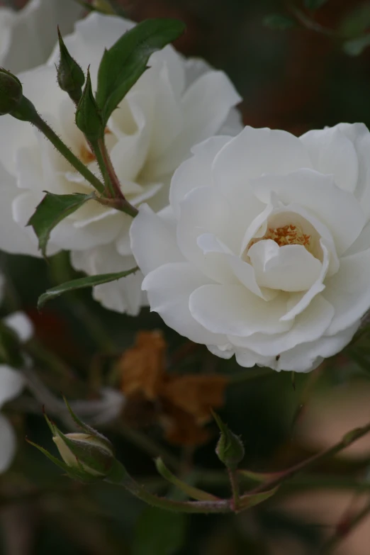 three white roses blooming on a tree nch