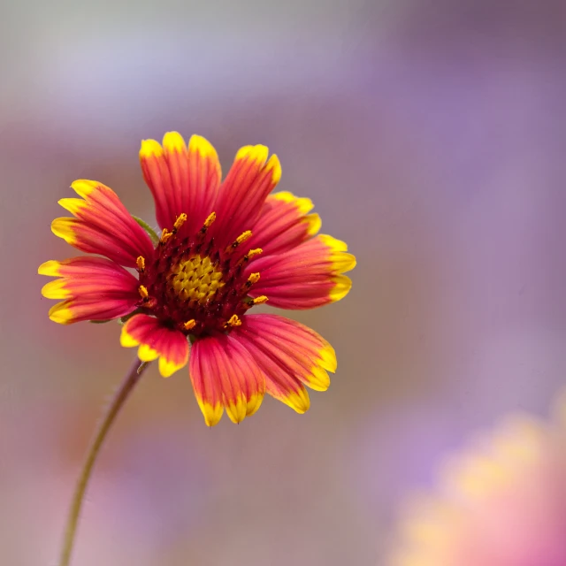 a single purple and yellow flower on a blurred lavender background