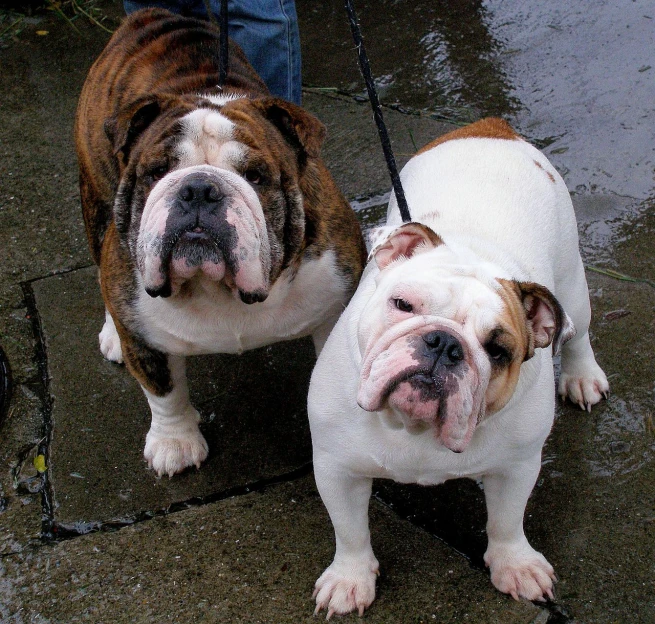 two english bulldogs stand on a rainy street and look at the camera