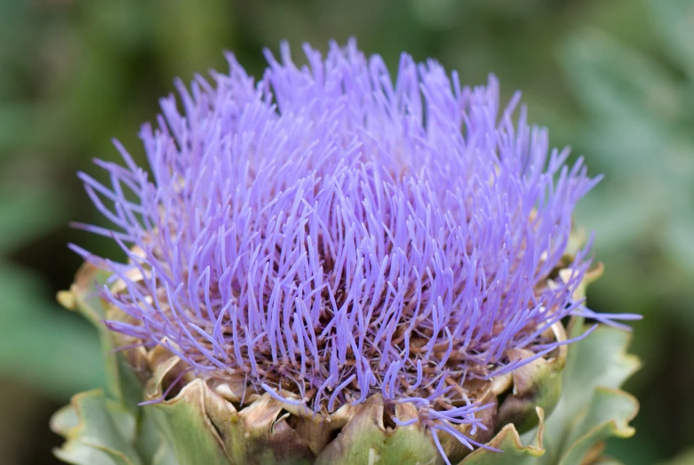 a purple flower on the side of a bush