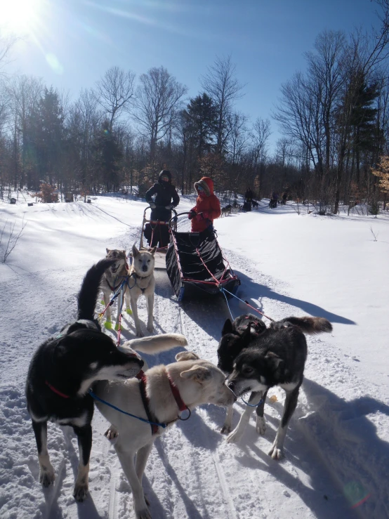 the dogs are tied up on their leashes in the snow