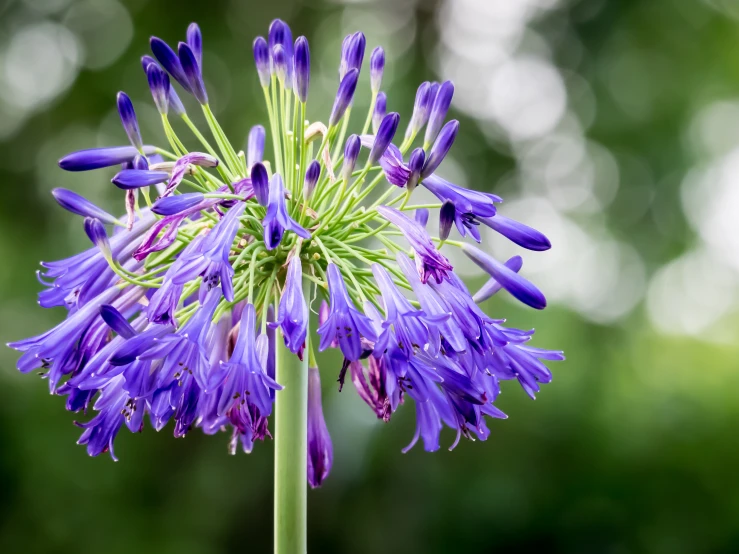 purple flowers blooming on top of a single stem