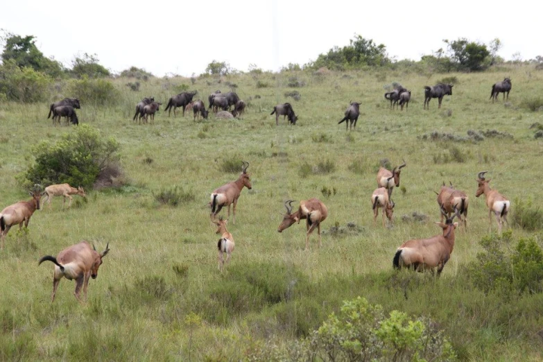 antelope and water buffalo graze on the plain in their natural habitat