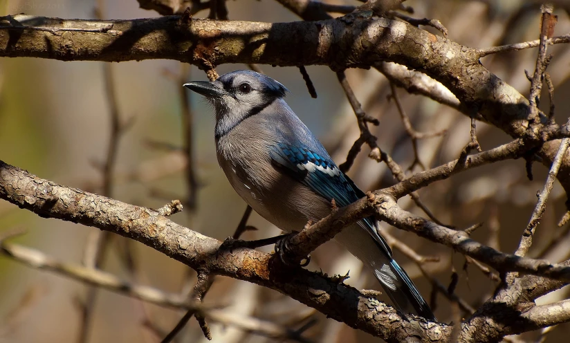 a little bird perched on the side of a tree