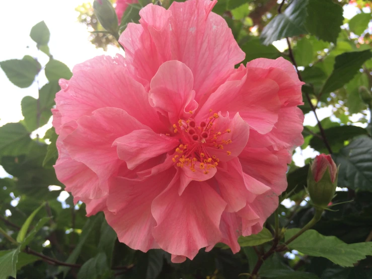 a pink flower with a white background is seen through some green leaves