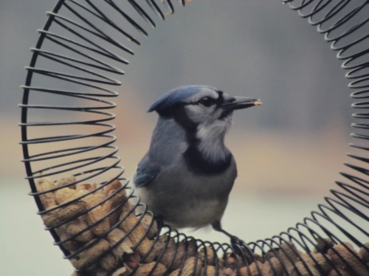 a blue jay perches on a bird feeder