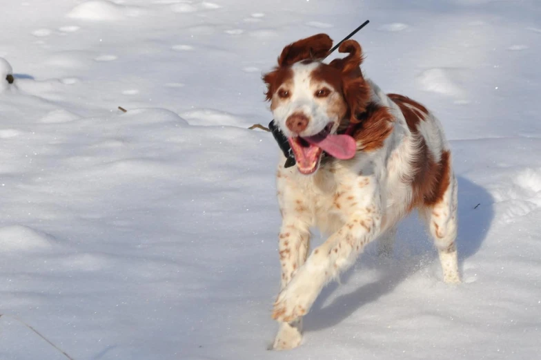 a brown and white dog playing in the snow