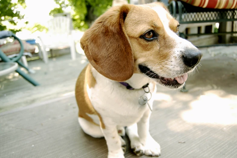 a brown and white dog sitting on top of a cement ground