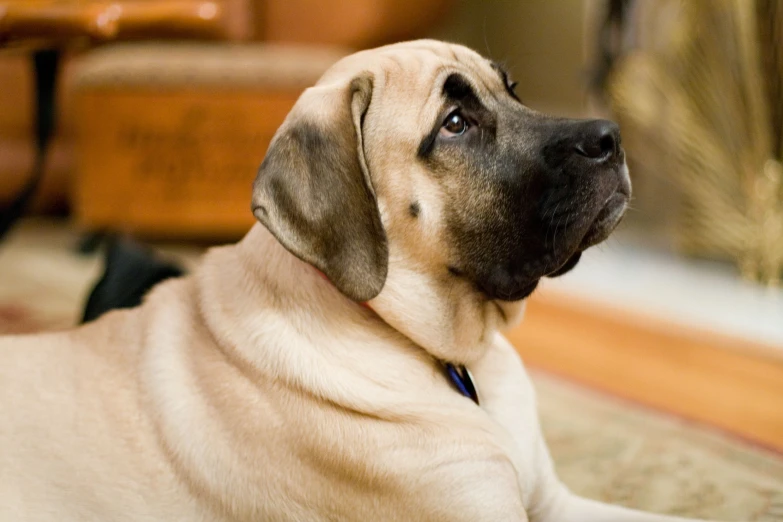 a brown dog laying down in a room