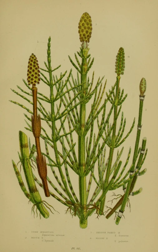 the illustration shows different kinds of plant life