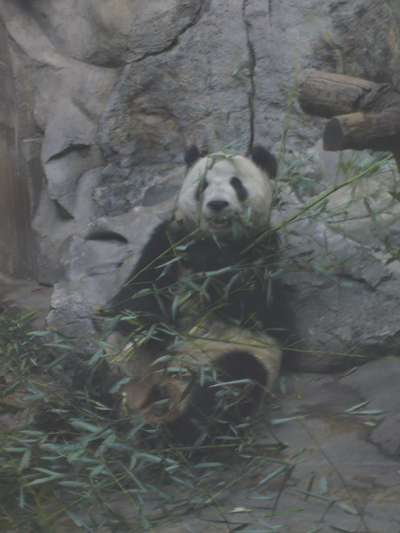 a panda bear in an exhibit looking up