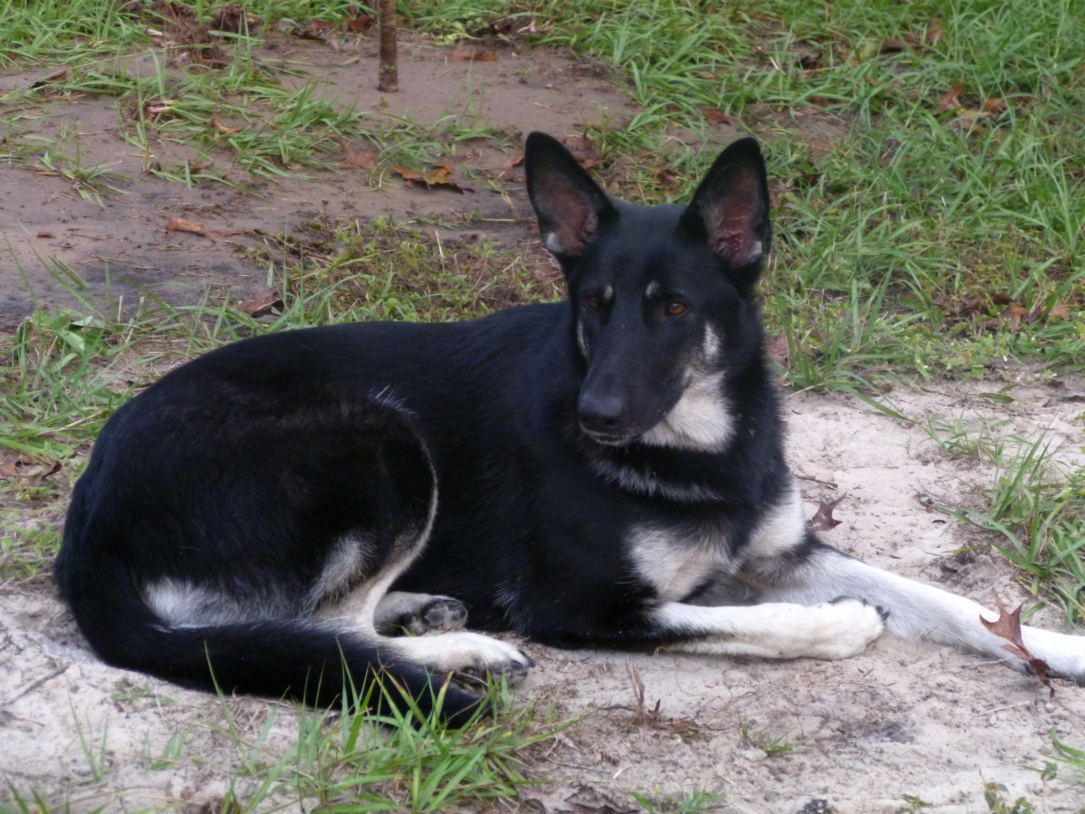 a black and white dog laying down on a field