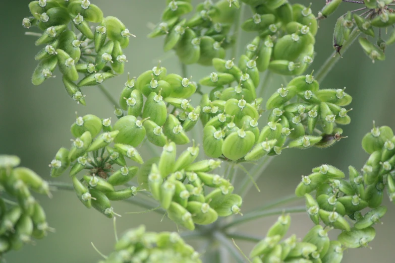 a bunch of tiny white and green flowers