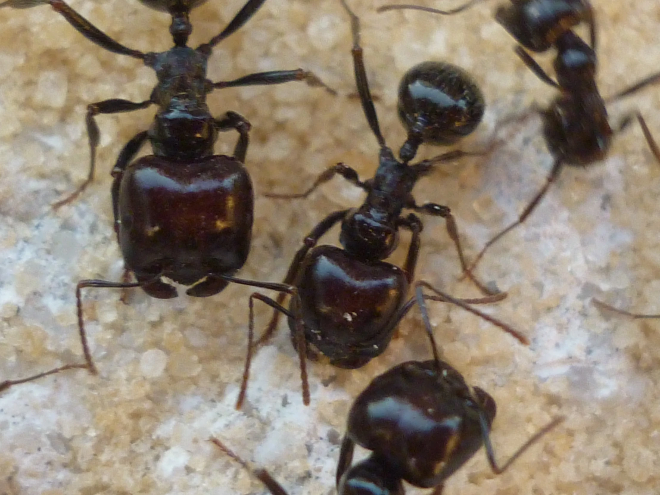 four large bugs on a marble surface together