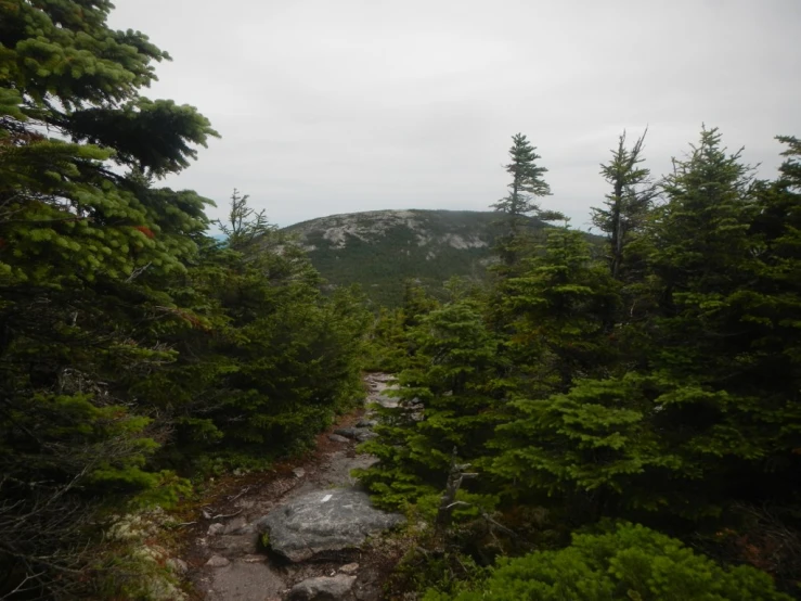 a large forested area with rocks and trees