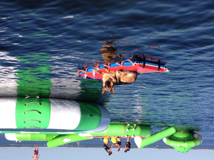 dog with life vest on inflatable raft in open ocean