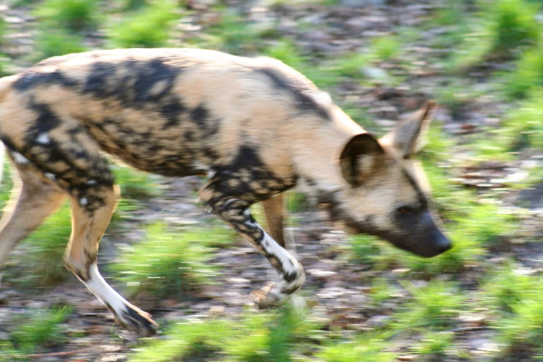 a spotted wild dog running in grass