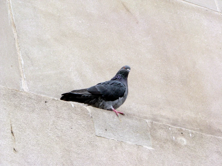 a gray pigeon is perched on a concrete block