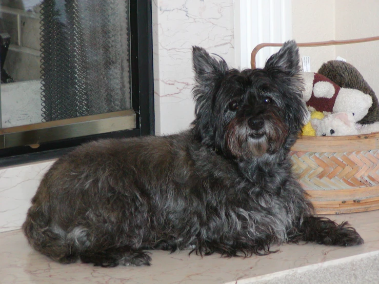 a dog is laying on the ledge by the door