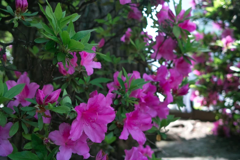 purple flowers in bloom on a tree in a park