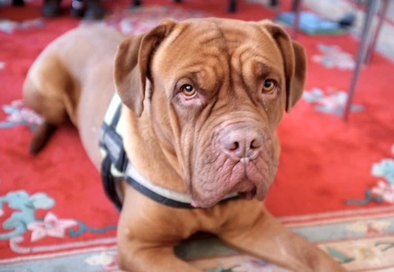 a dog lying on a carpet, it's looking at the camera