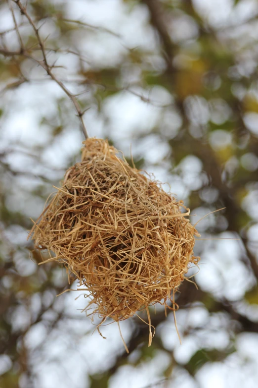 a bird nest sitting on a nch in the sun