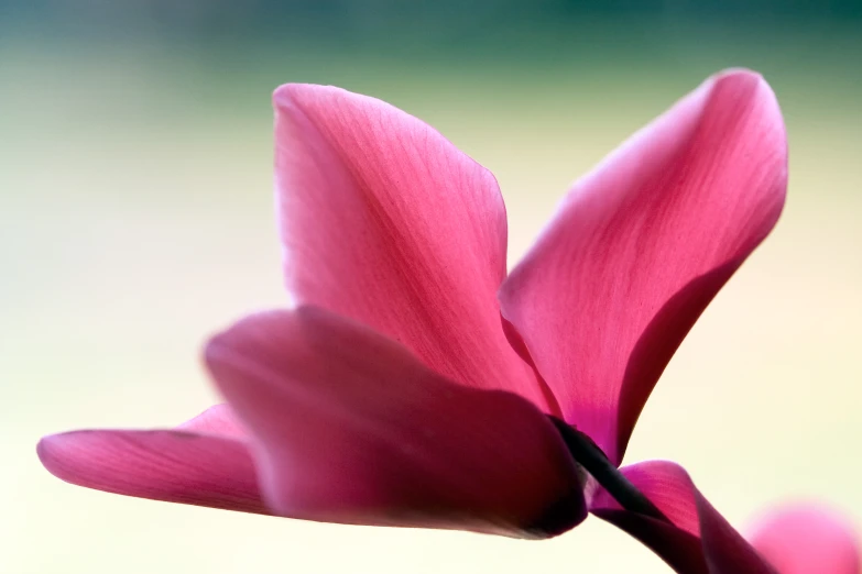 a pink flower that is standing out in the grass