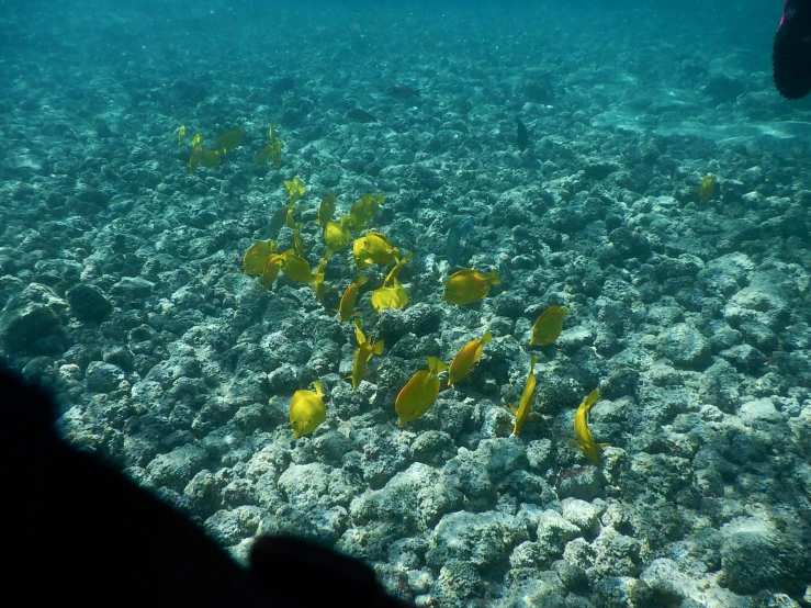 a number of small fish near one another