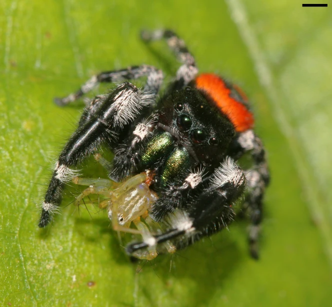 a red and black spider sits on top of a green leaf