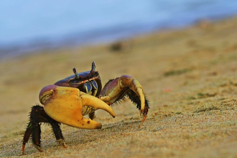 a crab eating a banana on top of sand