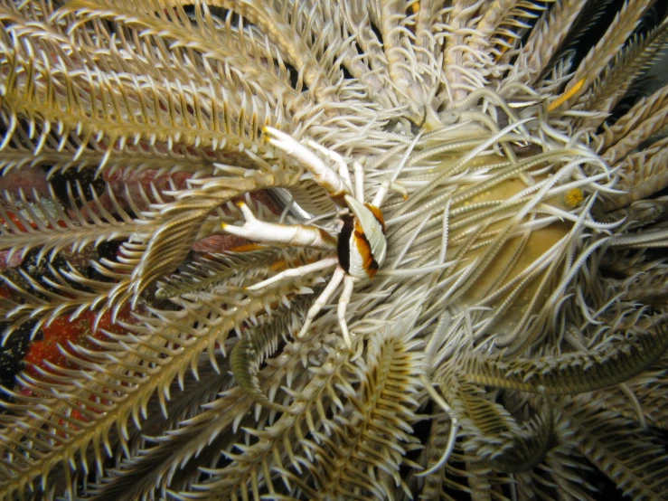 a large, beautiful piece of seaweed covered in tiny white tentacles