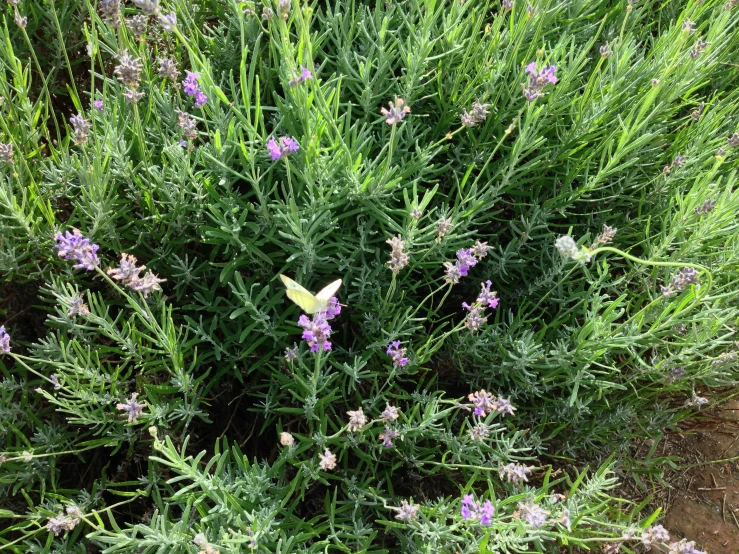 a small yellow erfly is flying low to the ground