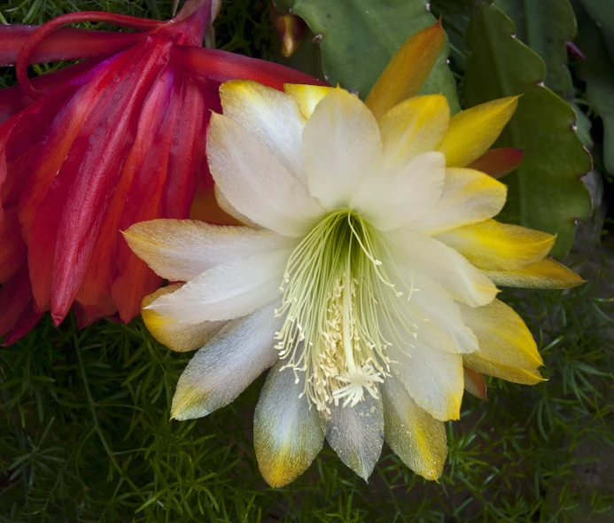 colorful flowers, in varying colors, are in a garden