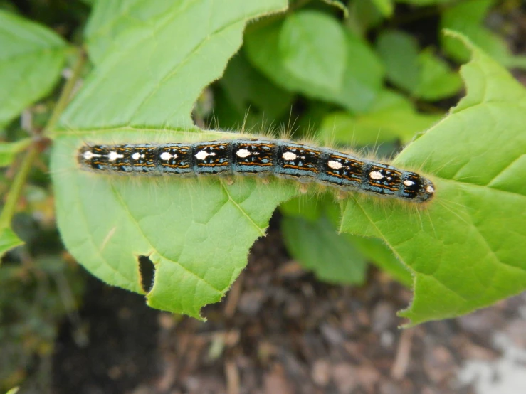 a caterpillar on a green leaf in a garden