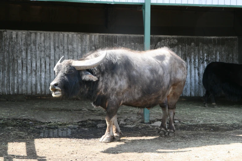 the black bulls are next to a fence and a shed