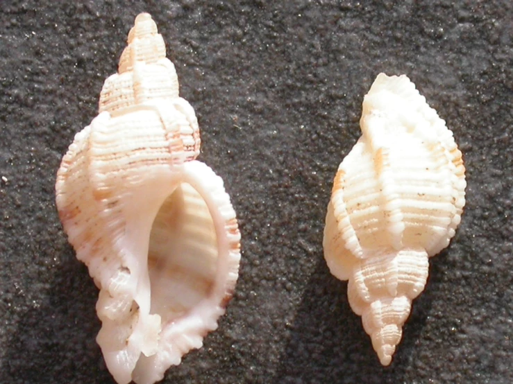 three shells lying on the ground together