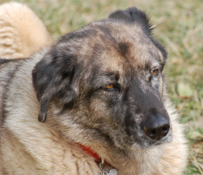 a close - up of a large dog's head and collar