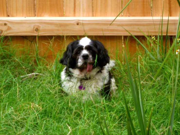 a small black and white dog on the grass